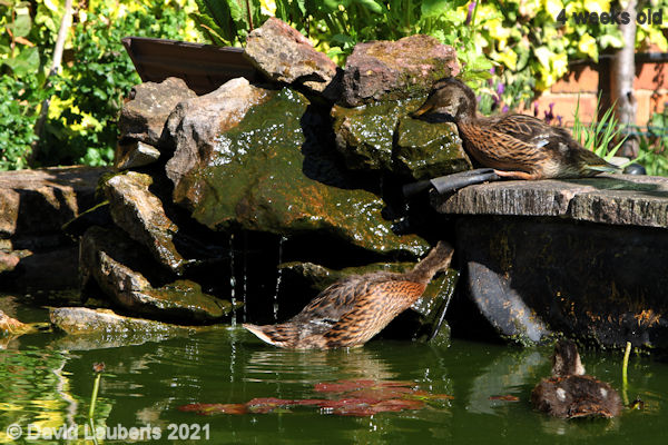 Mallard Duck But you cannot get under here 4:24pm 30th May 2021