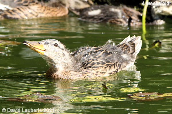 Mallard Duck Neck stretch 4:26pm 30th May 2021