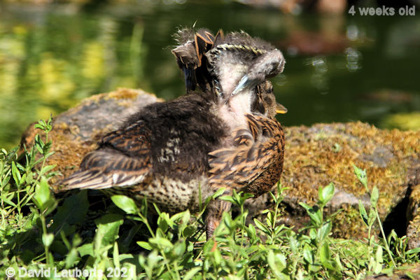 Mallard Duck Putting my wings back 4:27pm 30th May 2021