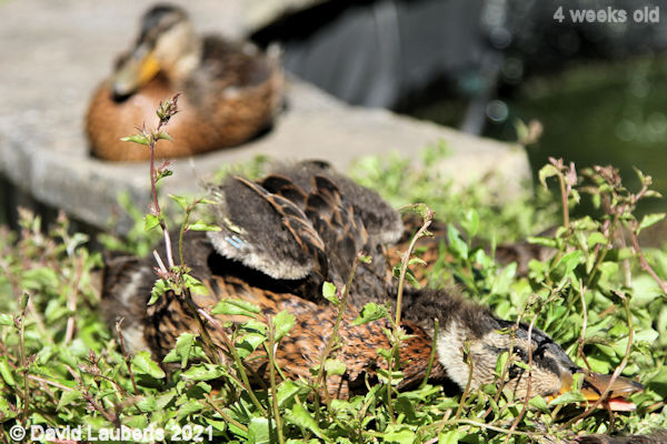 Mallard Duck Stretching in the green stuff 4:41pm 30th May 2021