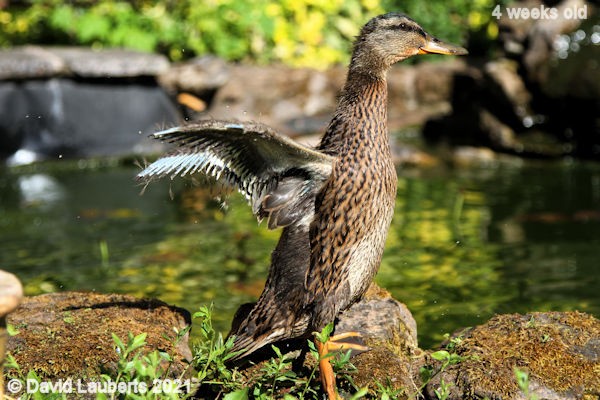 Mallard Duck There are things on my feathers 4:43pm 30th May 2021
