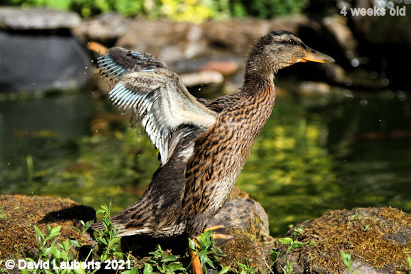 Mallard Duck Growing wing feathers 4:43pm 30th May 2021