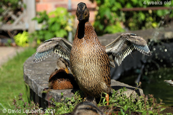 Mallard Duck I am showing you something 4:43pm 30th May 2021