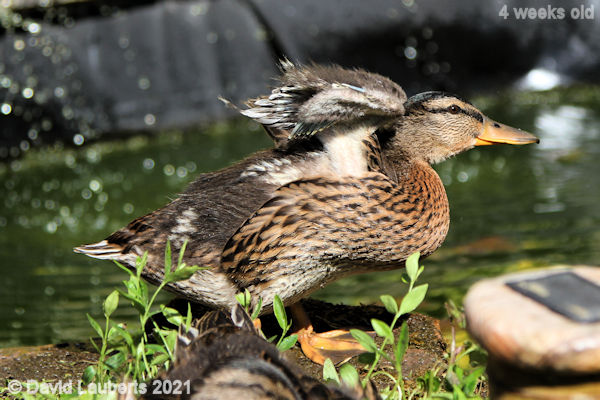 Mallard Duck This is how to fold them 4:43pm 30th May 2021