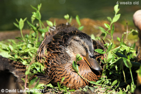 Mallard Duck Sleeping peacefully 4:58pm 30th May 2021