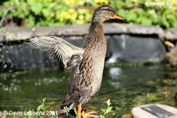 Mallard Duck I will practice more! 4:49pm 30th May 2021