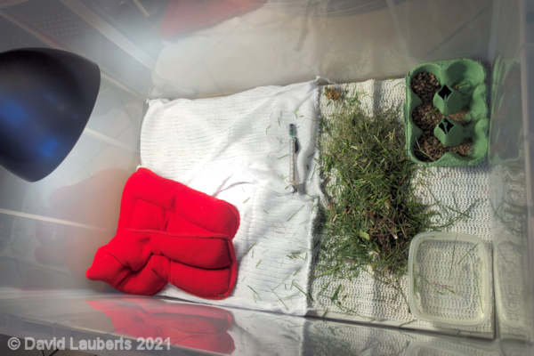 Mallard Duck Brooding box V1 24th April 2021