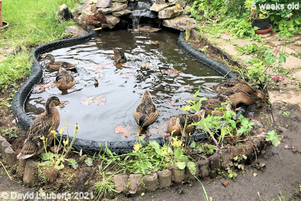 Mallard Duck Morning mud bath 10:17am 31st May 2021
