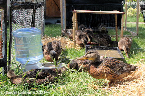 Mallard Duck Settling down to lunch 12:56pm 31st May 2021
