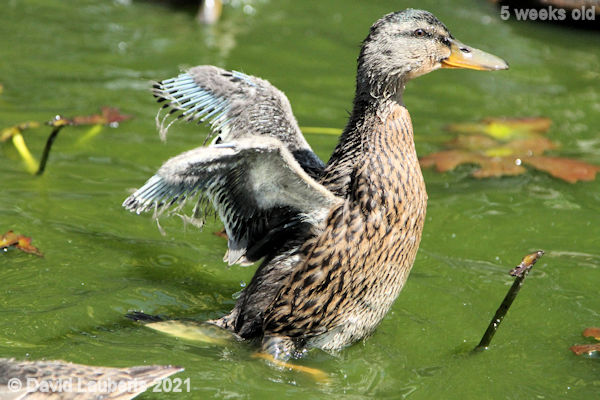 Mallard Duck Flapping begins in ernest 1:18pm 31st May 2021