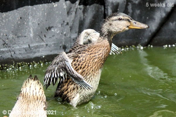 Mallard Duck Wing feathers still developing 1:21pm 31st May 2021