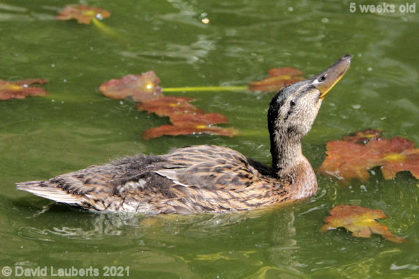Mallard Duck  I am a crane not a duck 1:22pm 31st May 2021