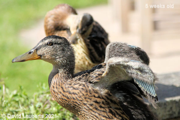 Mallard Duck pin feathers developing on the first digit 4:41pm 31st May 2021