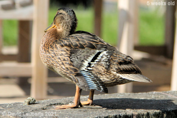 Mallard Duck Primary and secondary feathers getting very distinct 4:50pm 31st May 2021