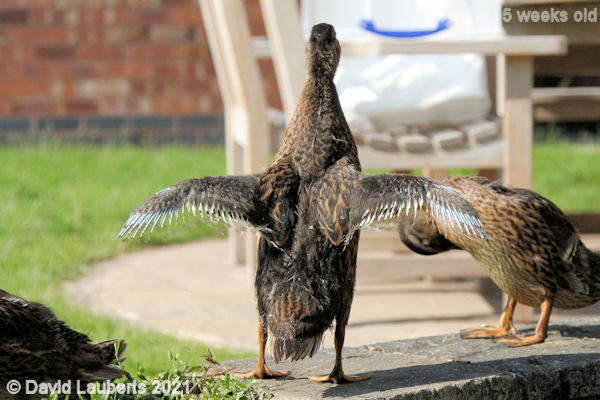 Mallard Duck Back, rump and rectrices developing 4:51pm 31st May 2021