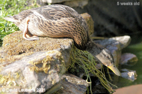 Mallard Duck Can I get in without getting wet? 4:56pm 31st May 2021