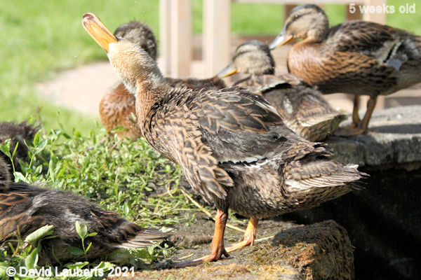 Mallard Duck Shaking the neck 4:57pm 31st May 2021