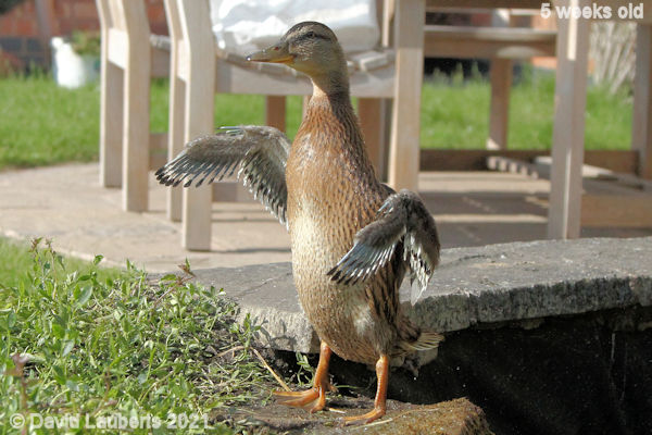 Mallard Duck I want to be a conductor 5:24pm 31st May 2021