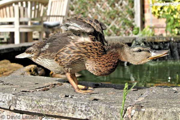 Mallard Duck Doing weird shapes 5:30pm 31st May 2021