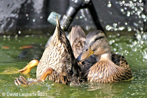 Mallard Duck Lets get to the bottom of this 5:42pm 31st May 2021