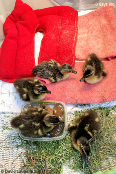 Mallard Duck Brooding box V2 24th April 2021