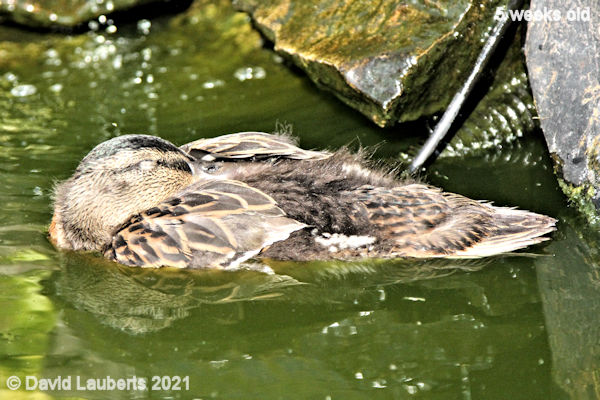 Mallard Duck Dozing on the pond 5:42pm 31st May 2021