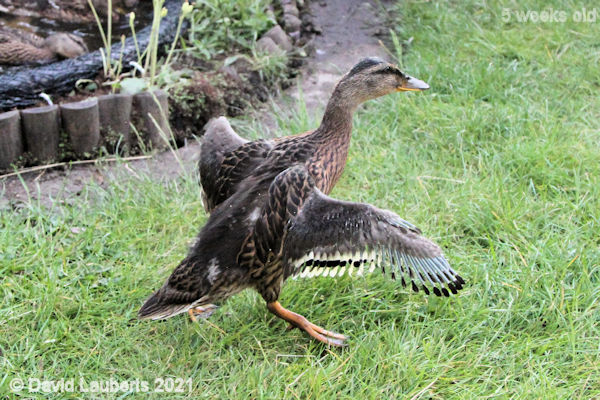Mallard Duck I want to fly! 6:22pm 31st May 2021