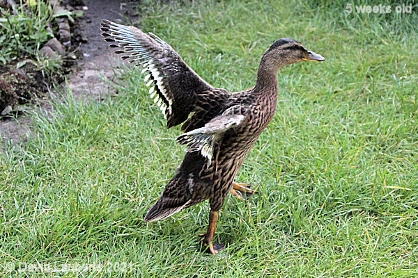 Mallard Duck Do we just jump? 6:22pm 31st May 2021