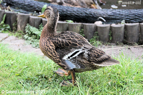 Mallard Duck Back, Scapulars and flanks covering the wings  6:27pm 31st May 2021