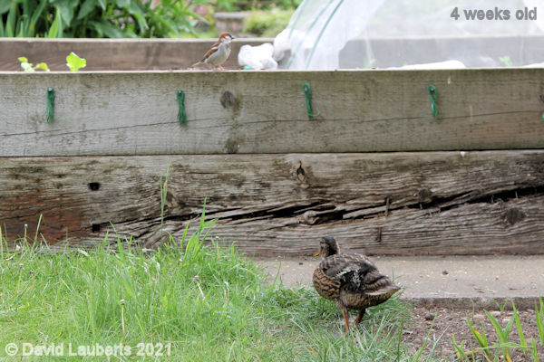 Mallard Duck On sparrow watch 11:51am 28th May 2021