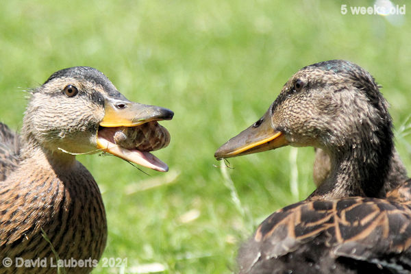 Mallard Duck Do you want a piece? 12:21pm 1st June 2021