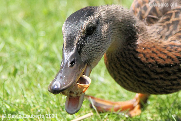 Mallard Duck Can't quite crack it 12:21pm 1st June 2021