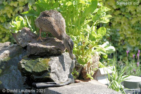 Mallard Duck Is it too far to jump? 12:26pm 1st June 2021