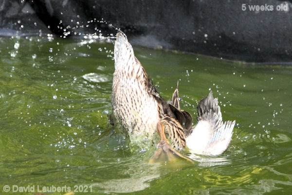 Mallard Duck It's down here somewhere 2:18pm 1st June 2021