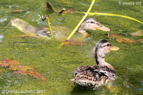 Mallard Duck Rising out the depths 2:18pm 1st June 2021