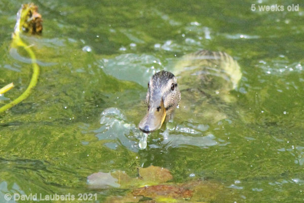 Mallard Duck You can't see me coming 2:18pm 1st June 2021