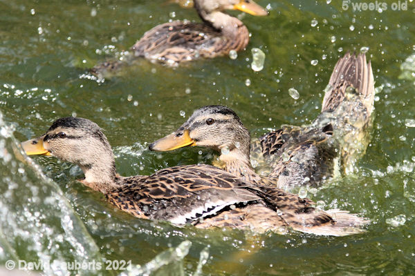 Mallard Duck Getting in the way 2:19pm 1st June 2021