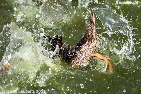 Mallard Duck Splash it around 2:19pm 1st June 2021