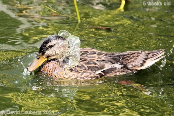 Mallard Duck A Water ruffle neck 2:19pm 1st June 2021
