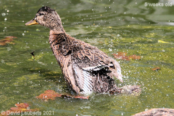 Mallard Duck Doing a 'Ruffle Flap'2 2:24pm 1st June 2021