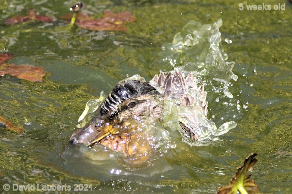 Mallard Duck Now there's a funny thing! 2:25pm 1st June 2021