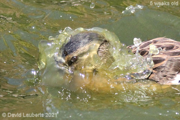 Mallard Duck The eye has it 2:25pm 1st June 2021