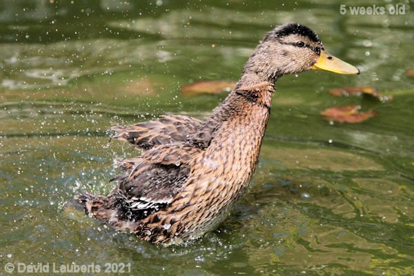 Mallard Duck Doing a 'Ruffle Flap'3 2:27pm 1st June 2021