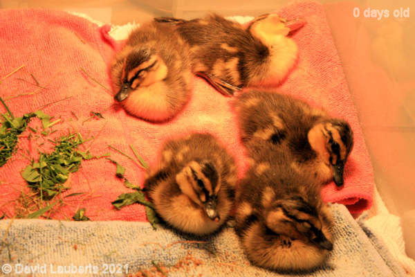 Mallard Duck Its been a hard day 24th April 2021