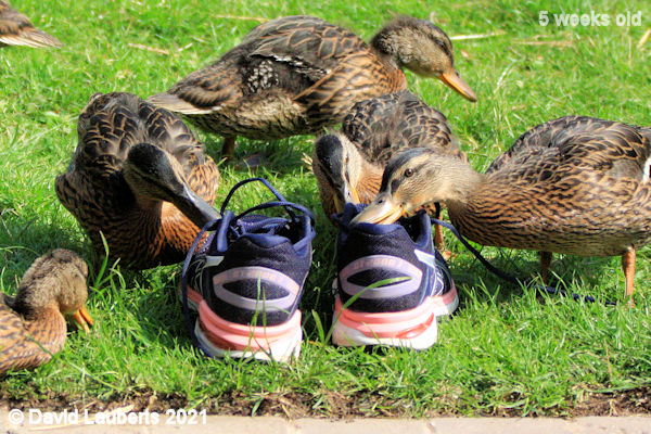 Mallard Duck Do you think they would fit? 3:42pm 1st June 2021