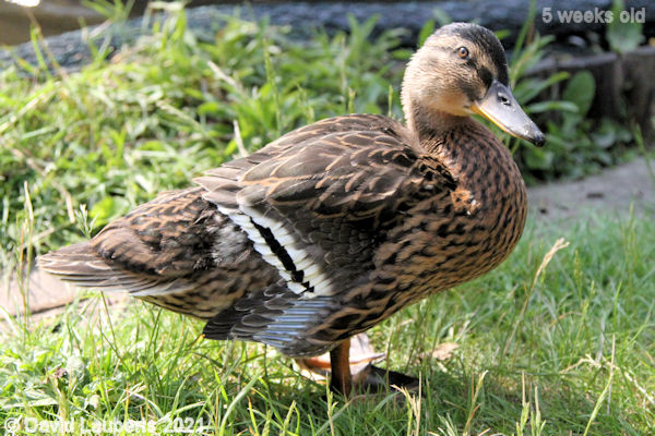 Mallard Duck More flight feather development 4:16pm 1st June 2021