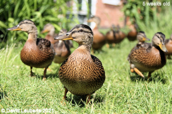 Mallard Duck Distracted while running 4:20pm 1st June 2021