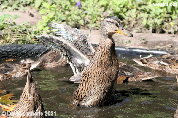 Mallard Duck Getting up speed 4:20pm 1st June 2021