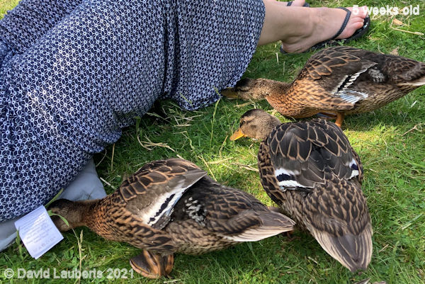 Mallard Duck What's she sitting on? 2:49pm 2nd June 2021