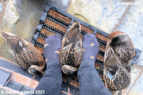 Mallard Duck Admiring my duck socks 10:35am 3rd June 2021